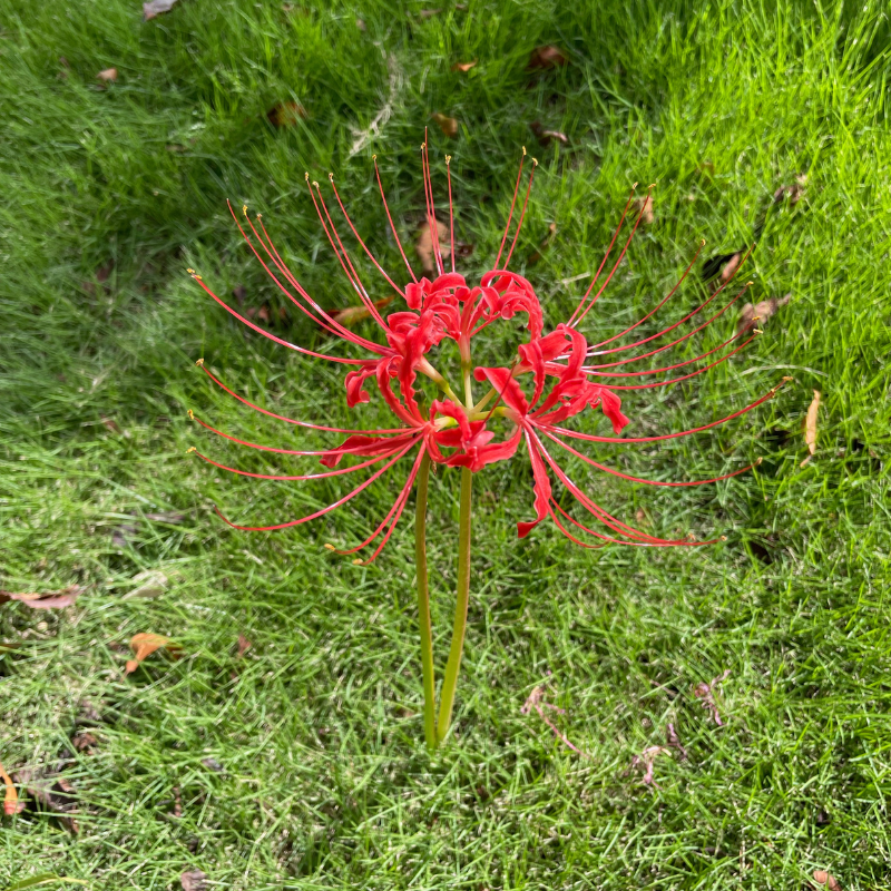 Chroniques japonaises – épisode 4 : Lycoris radiata